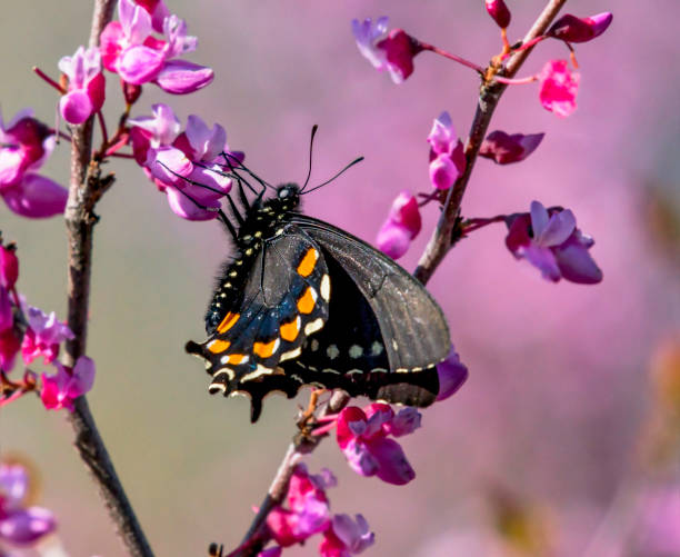 istock Pipevine Butterfly on Rosebud 946216768