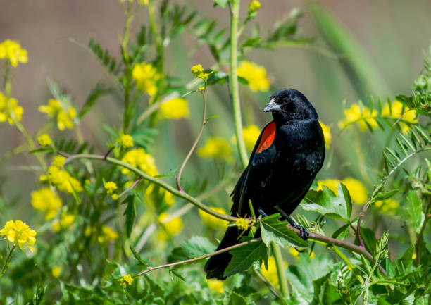 istock Blackbird and Mustard Blooms 946216882