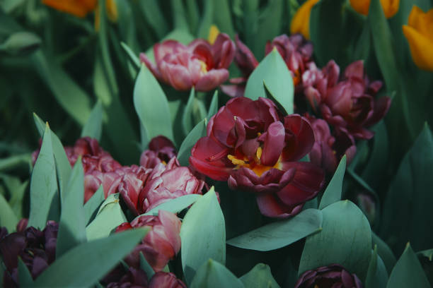 istock Maroon tulips blooming in the garden 946217266