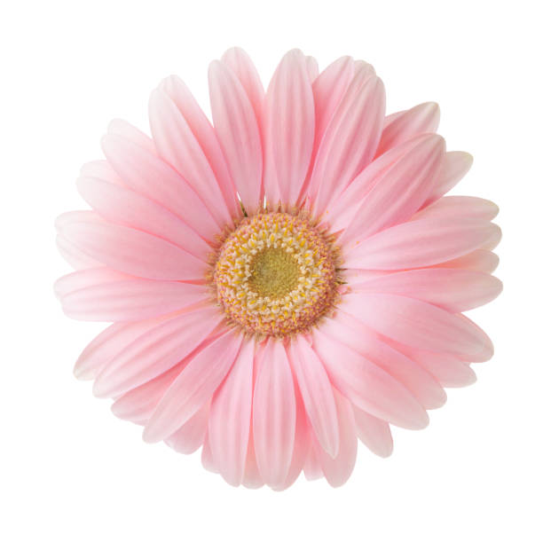 istock Light pink Gerbera flower isolated on white background. 946217984