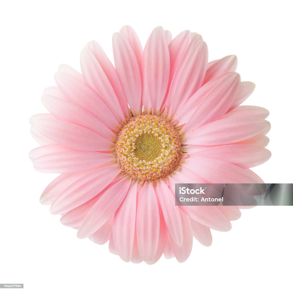 Light Pink Gerbera Flower Isolated On White Background Stock Photo -  Download Image Now - iStock