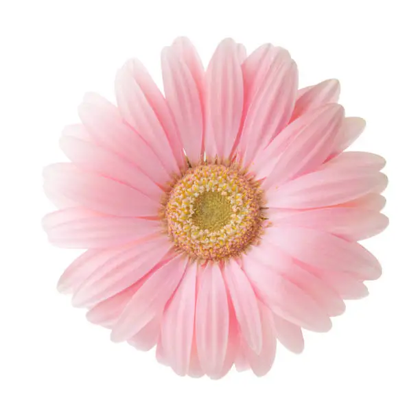 Photo of Light pink Gerbera flower isolated on white background.