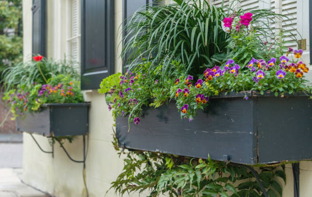 istock Window Box, Charleston, South Carolina 946223064