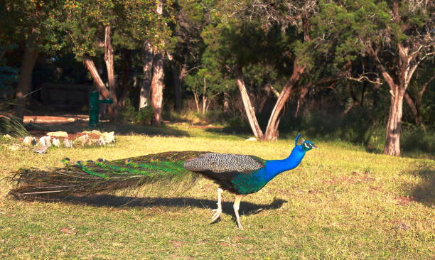 istock Beautiful peacock hiding his plumage 946223390