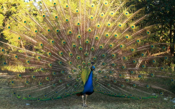 istock Beautiful peacock displaying his plumage 946223402