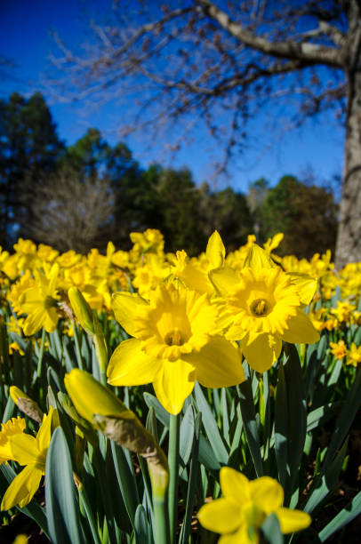 istock Dafodil Bulbs in Full Bloom Against a Brilliant Blue Sky 946224498