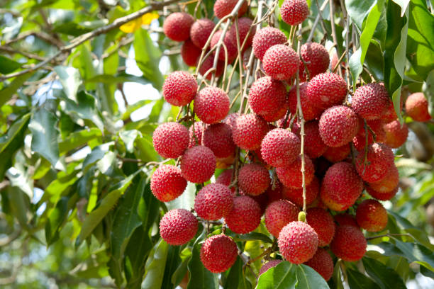 A fresh fruit Lychee and leaf on the Lychee tree. stock photo