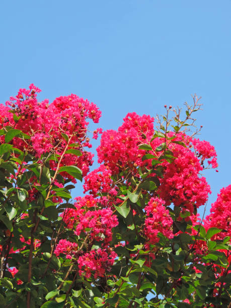 istock Pink ipe flowers 946225424