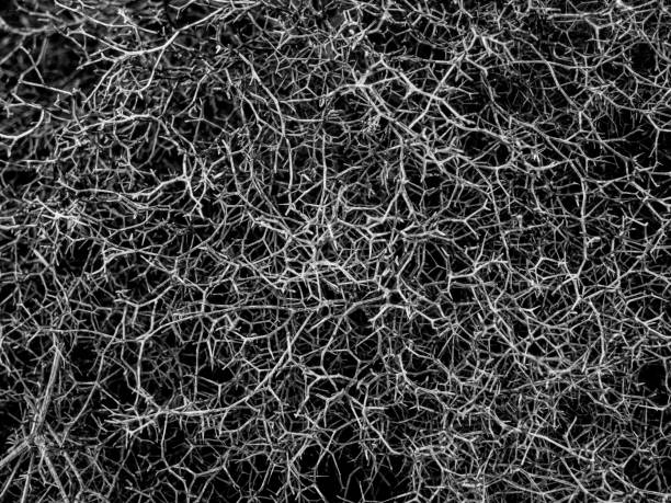 istock Black and white natural abstract background 946225438