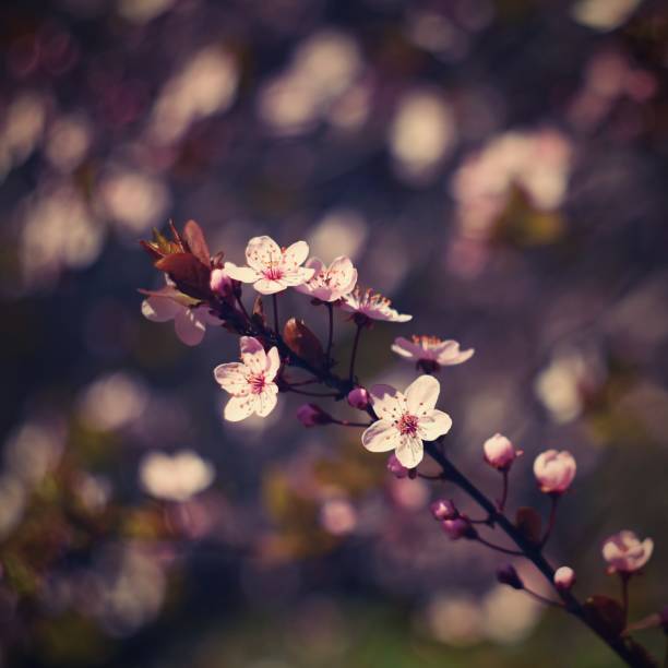istock Spring flowers. Beautifully blossoming tree branch. Cherry - Sakura and sun with a natural colored background. 946225462