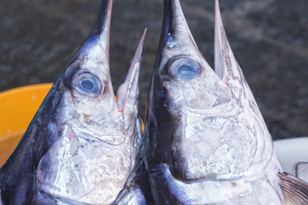 istock Closeup of wordfish heads 946227720