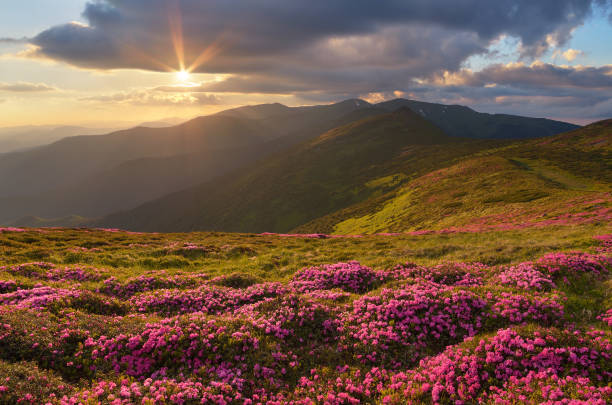 istock Mountain flowers on slope 946227946
