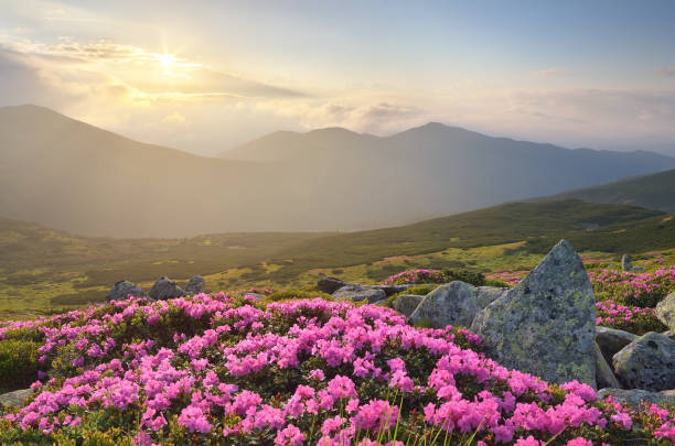istock Flowers in the mountains 946227960