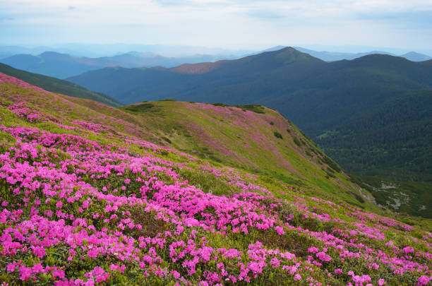 istock Mountain landscape with rhododendron flowers 946227982