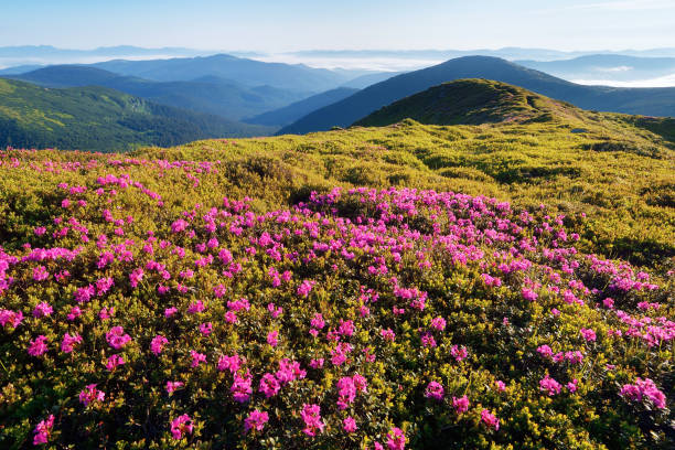 istock Glade blooming rhododendrons in the mountains 946227988