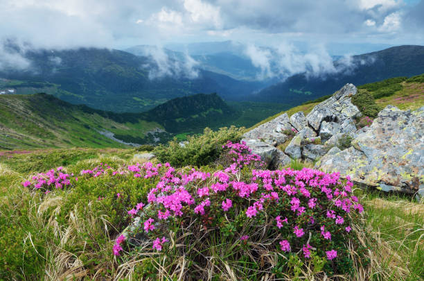 istock Flowering shrub rhododendron in mountains 946228012