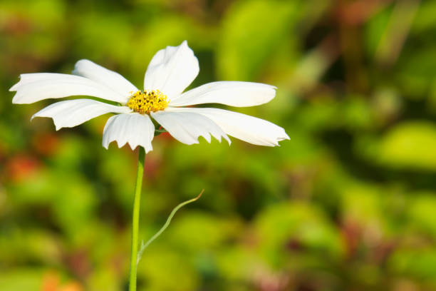 istock A simple, yet delicate single white flower with a yellow center, popping up from its surroundings, in a lush Thai garden bed. 946229792