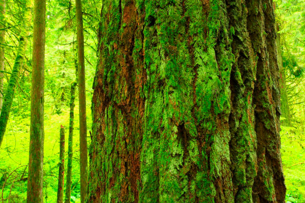 istock Pacific Northwest forest and Douglas fir trees 946229902