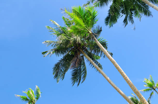 istock Tropical palms trees against the blue sky. 946229990