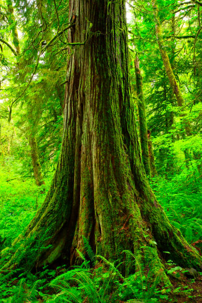 istock Pacific Northwest rainforest and Western red cedar trees 946230022