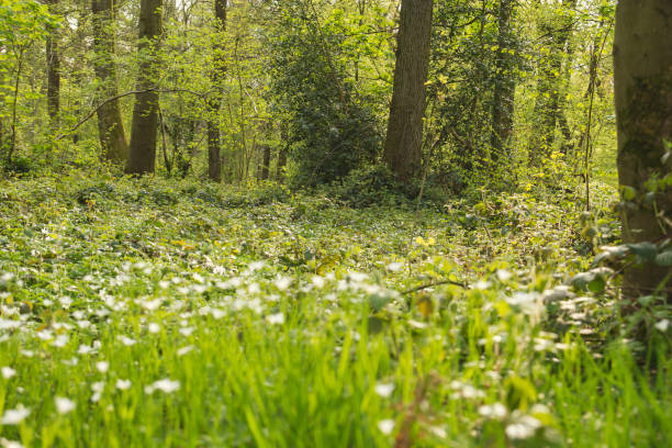 istock green and wild vegetation in a forest 946232706