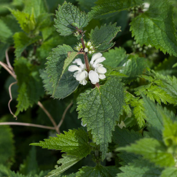 istock Lamium Album - Old Medicinal Plant 946232832