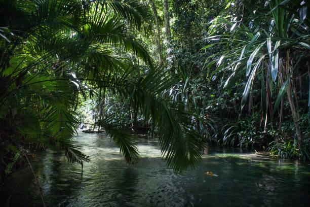istock Rainforest and Stream in Raja Ampat 946232838
