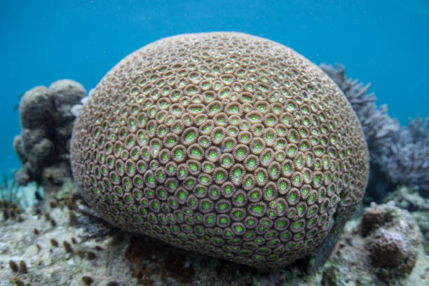 istock Reef-Building Coral Colony 946235834