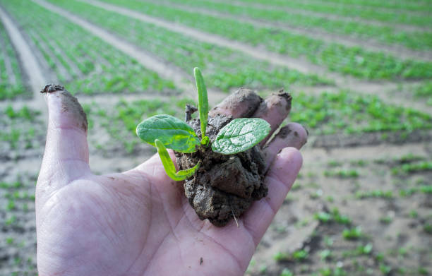 istock Mature farmer hand holding sapling with espinach plant 946236768