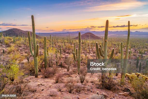 Foresta Di Cactus Saguaro Nel Parco Nazionale Di Saguaro Arizona - Fotografie stock e altre immagini di Deserto