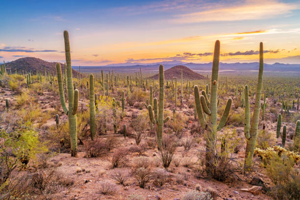 Saguaro cactus forest in Saguaro National Park Arizona Stock photograph of a saguaro cactus forest in Saguaro National Park, Arizona, USA during sunset. sonoran desert stock pictures, royalty-free photos & images