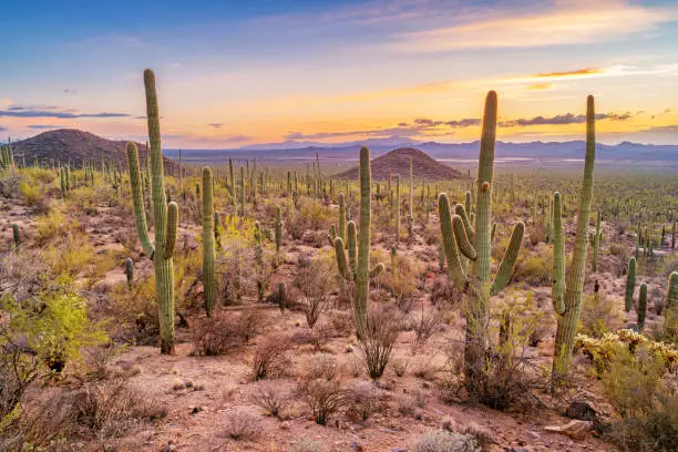 Photo of Saguaro cactus forest in Saguaro National Park Arizona