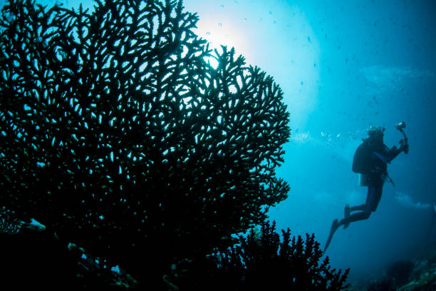 2 divers on coral reef.  MORE DIVERS (links) 
