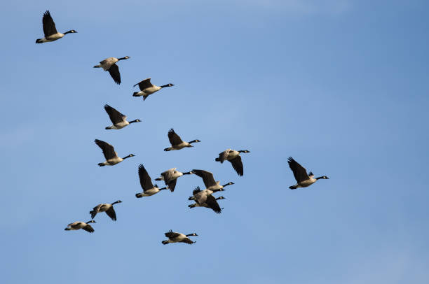 istock Large Flock of Canada Geese Flying in a Blue Sky 946244430