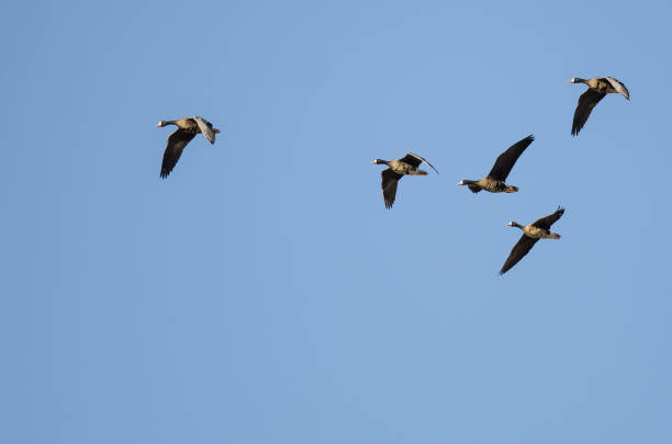 istock Flock of Greater White-Fronted Geese Flying in a Blue Sky 946244860