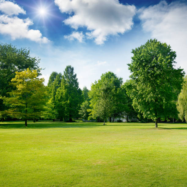 istock Bright summer sunny day in park 946247058