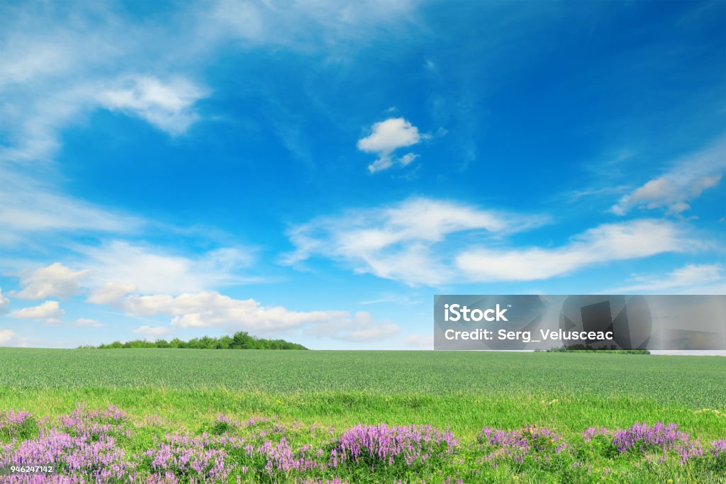 Green spring wheat field Green spring wheat field and blue sky. Copy space Agricultural Field Stock Photo