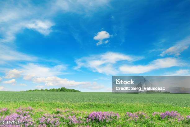 Green Spring Wheat Field Stock Photo - Download Image Now - Agricultural Field, Agriculture, Autumn