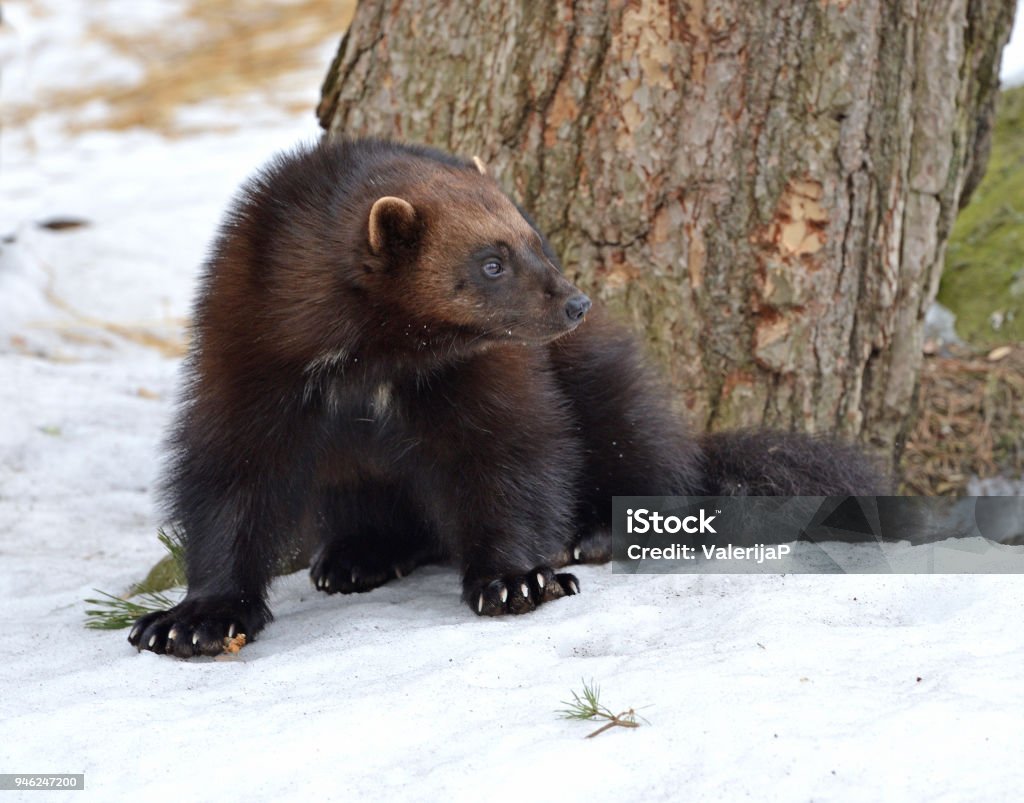 Wolverine Gulo Gulo Còn Được Gọi Là Glutton Carcajou Gấu Chồn Hôi ...