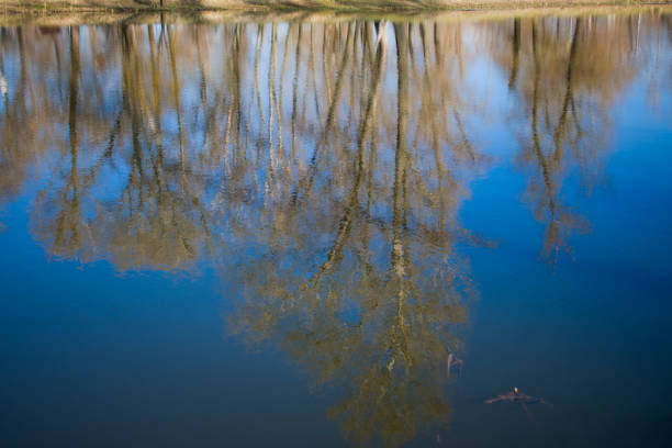 istock reflection of trees in the lake 946248592