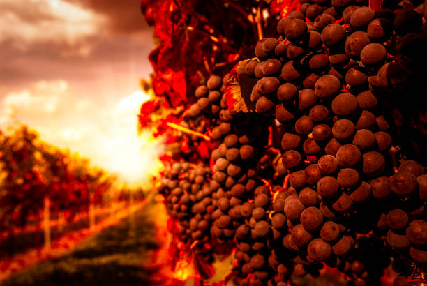 vineyard at sunset