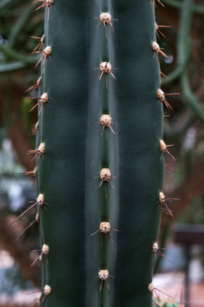 istock Detail of cactus thorns 946256664