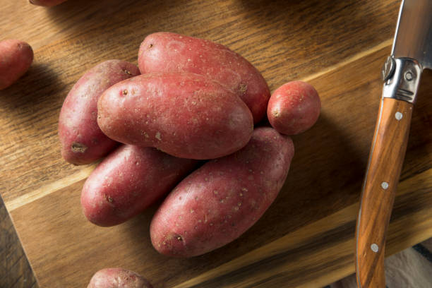 fingerling vermelho orgânico cru batatas - red potato raw potato market red - fotografias e filmes do acervo