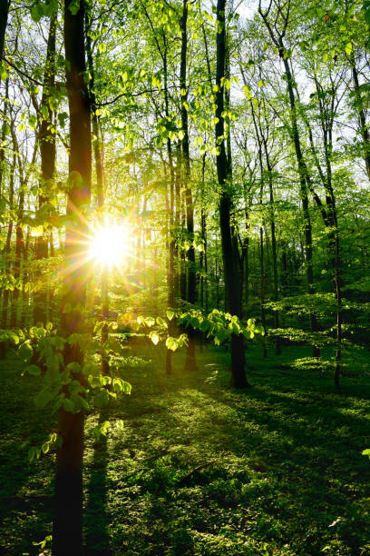 istock Green forest in spring with bright sun shining through the trees 946264624