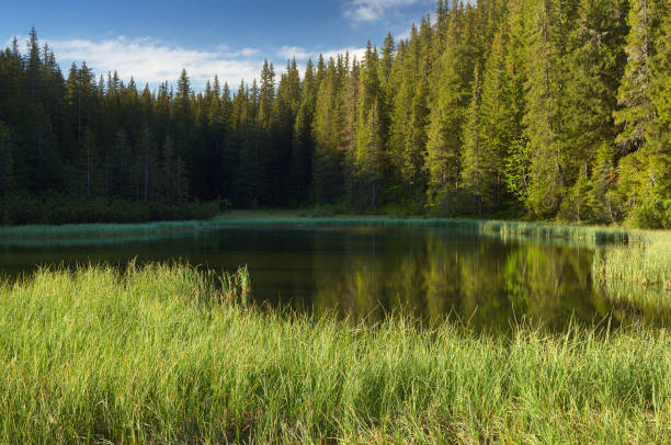 istock Morning on the lake 946264766