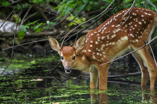 Fawn having a drink at the river