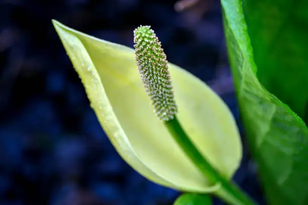 Photo of Yellow Skunk Cabbage Closeup