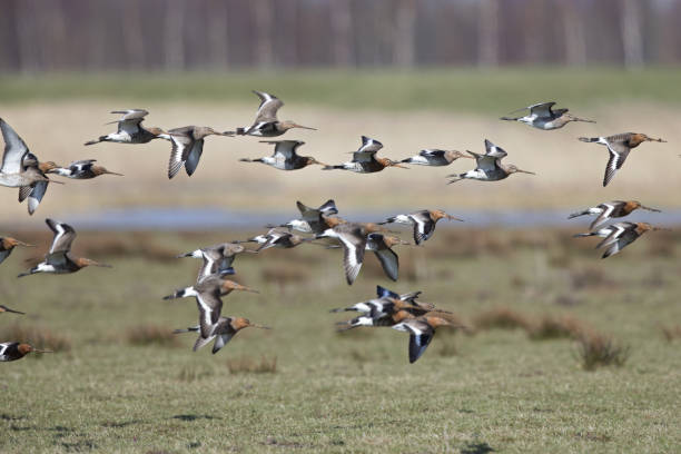 istock Group of black-tailed godwits (Limosa limosa) flying over a field. 946269170