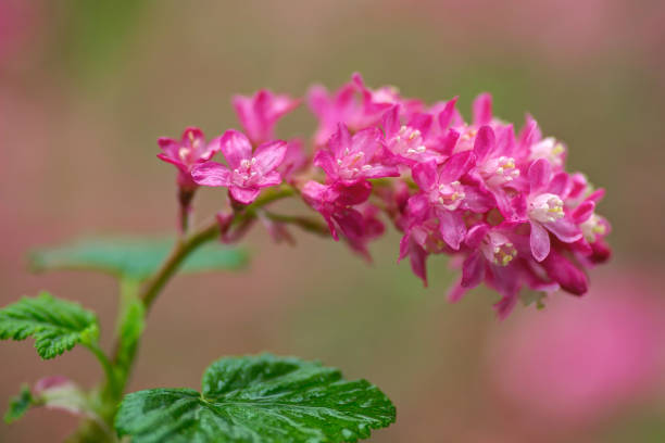 istock five petal little pink flowers 946269414