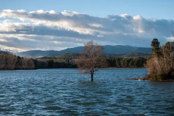 Tree on the lake